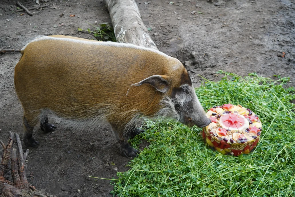 świnia rzeczna petunia urodziny