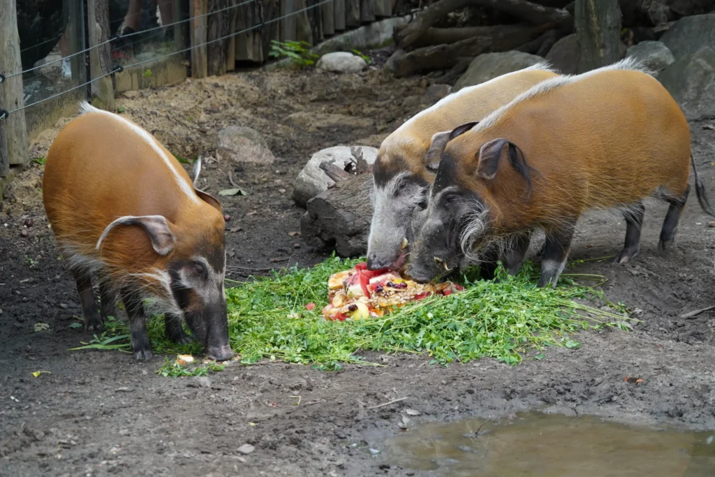 świnie rzeczne Petunia Jambon i Merida