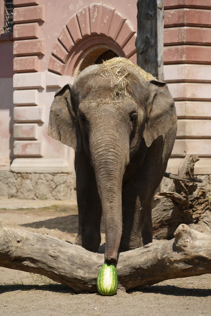 słoń birma