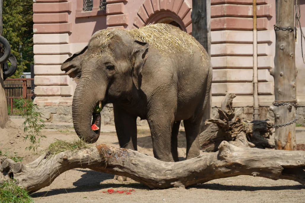 słoń birma