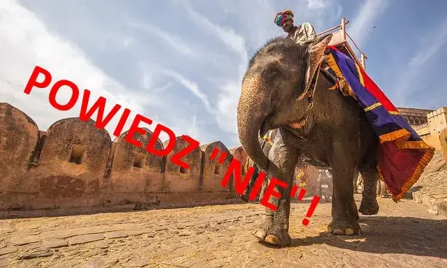 jazda na słoniu powiedz nie