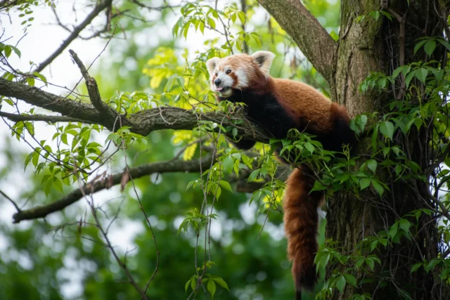 panda mała ruda czerwona pandka