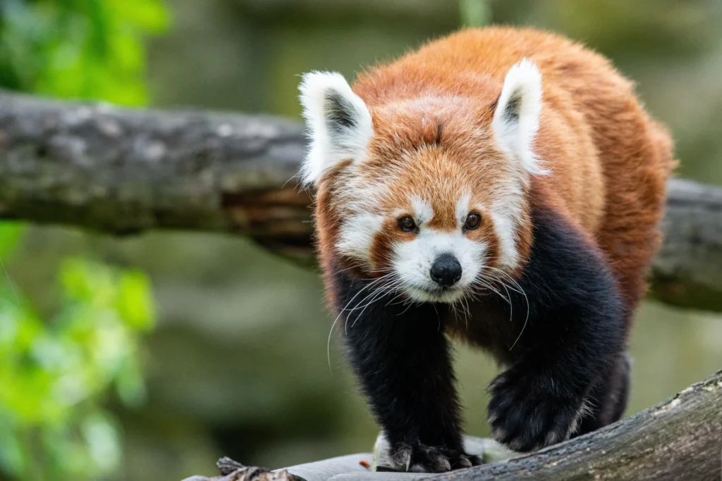 panda mała ruda czerwona pandka