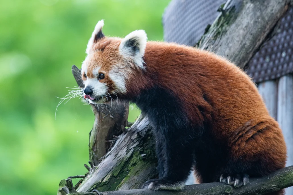 panda mała ruda czerwona pandka