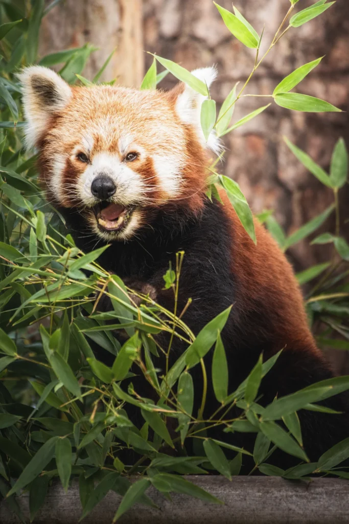 panda mała ruda czerwona pandka