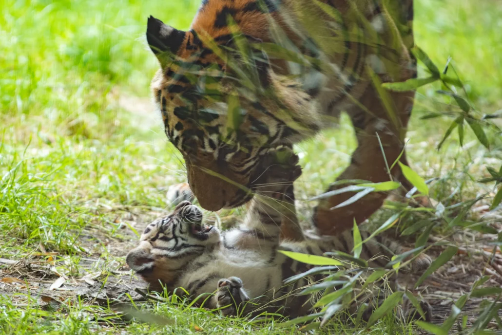 tygrys sumatrzański surya