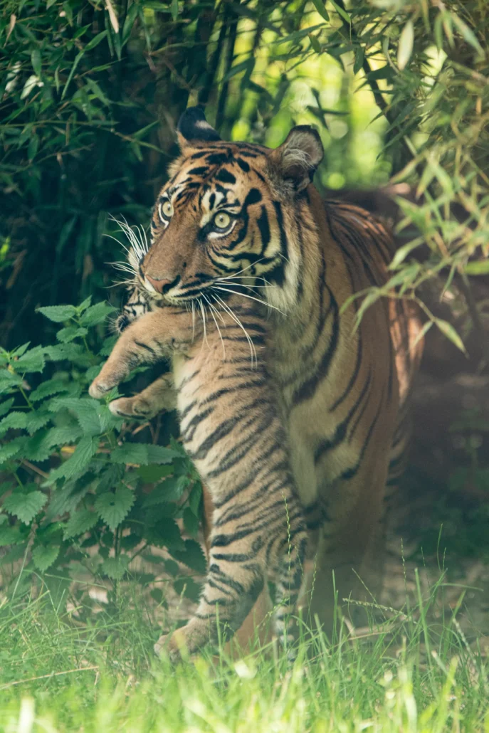 tygrys sumatrzański surya