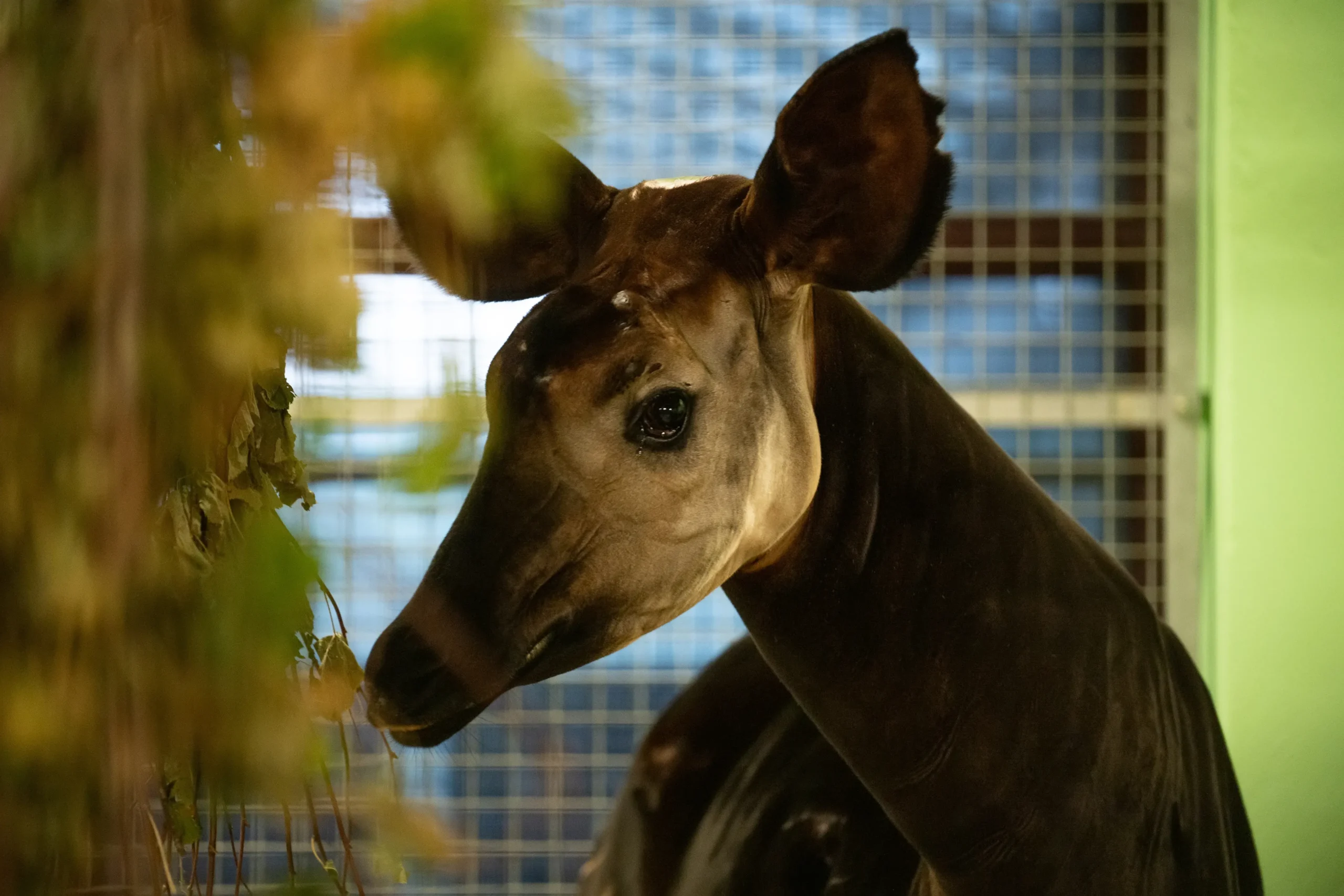 okapi zawadi