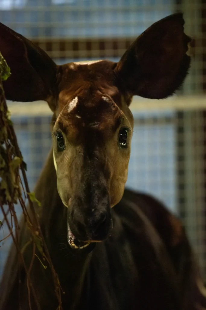 okapi zawadi