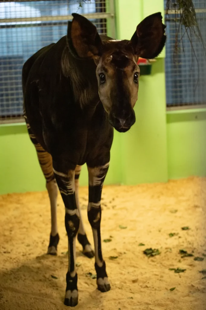 okapi Zawadi