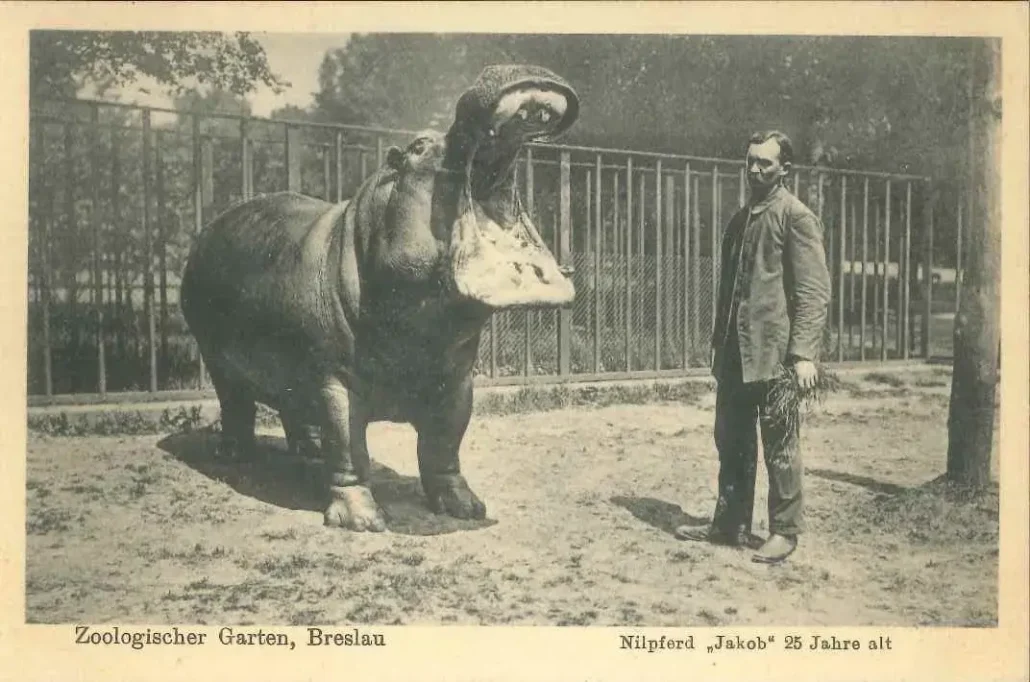hipopotam Jakob