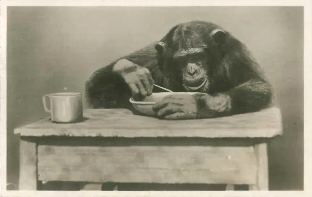 szympans Moritz