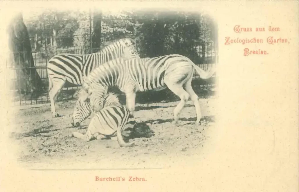 zebra burchella
