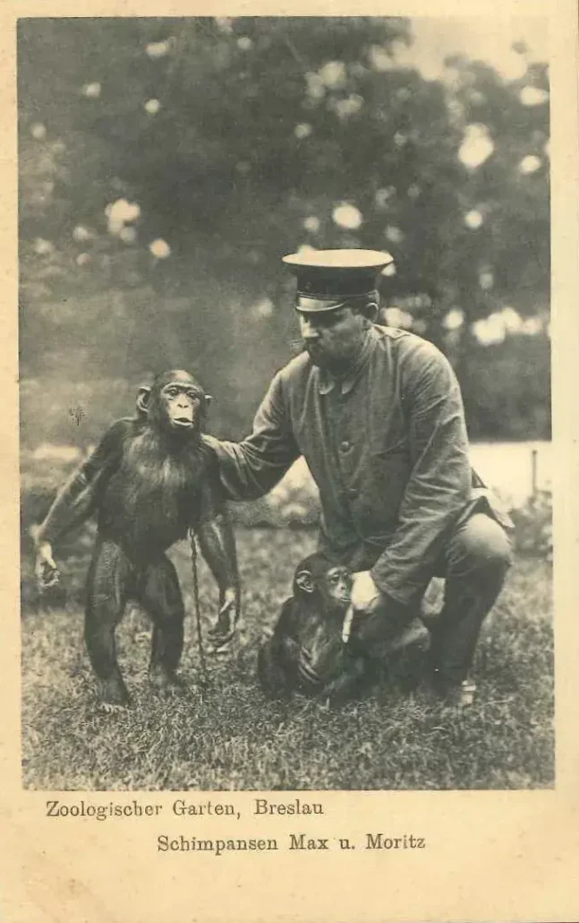 szympansy Moritz i Max