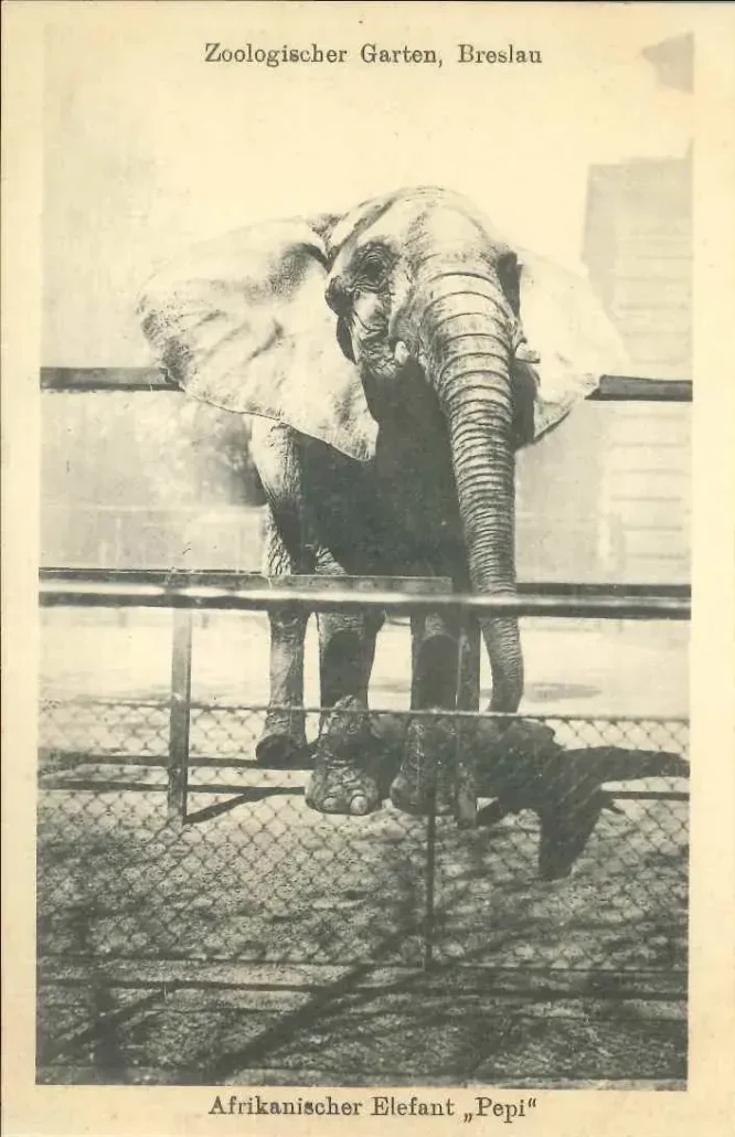 słoń afrykański Pepi, samica