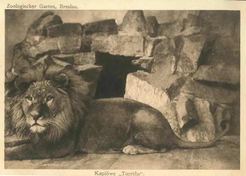 lew przylądkowy Turridu