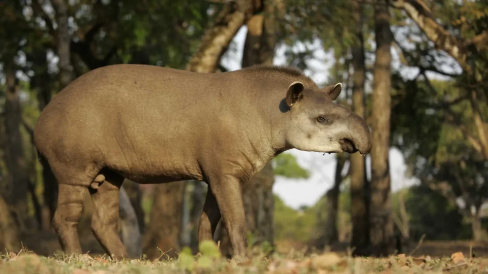 Tapir anta