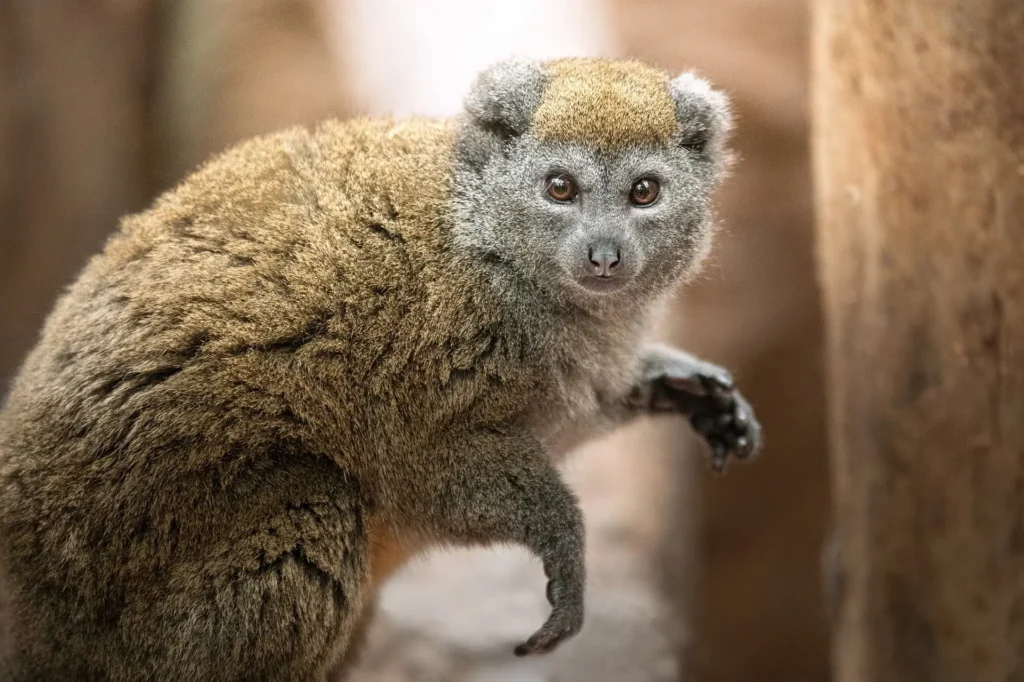 Lemur alaotrański