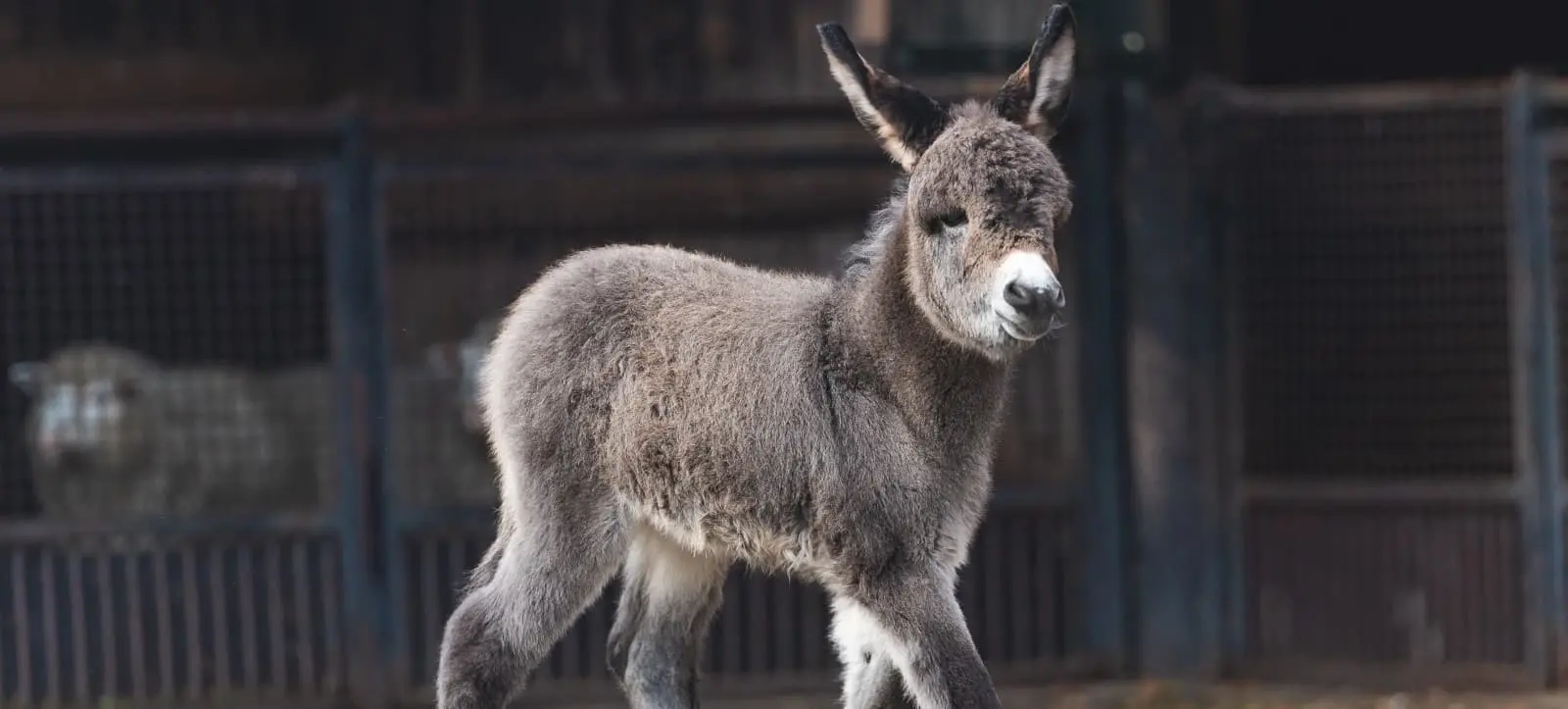 Zoo Wrocław - Osioł domowy