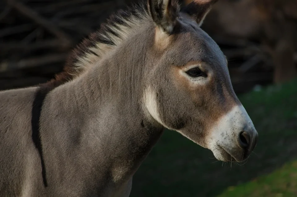 Zoo Wrocław - Osioł domowy