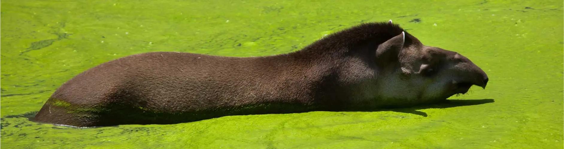 Tapir anta