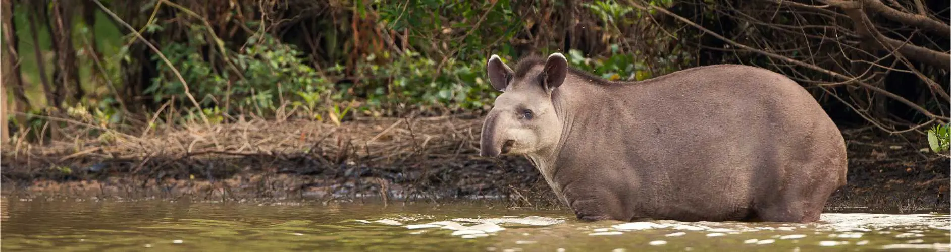 Tapir anta