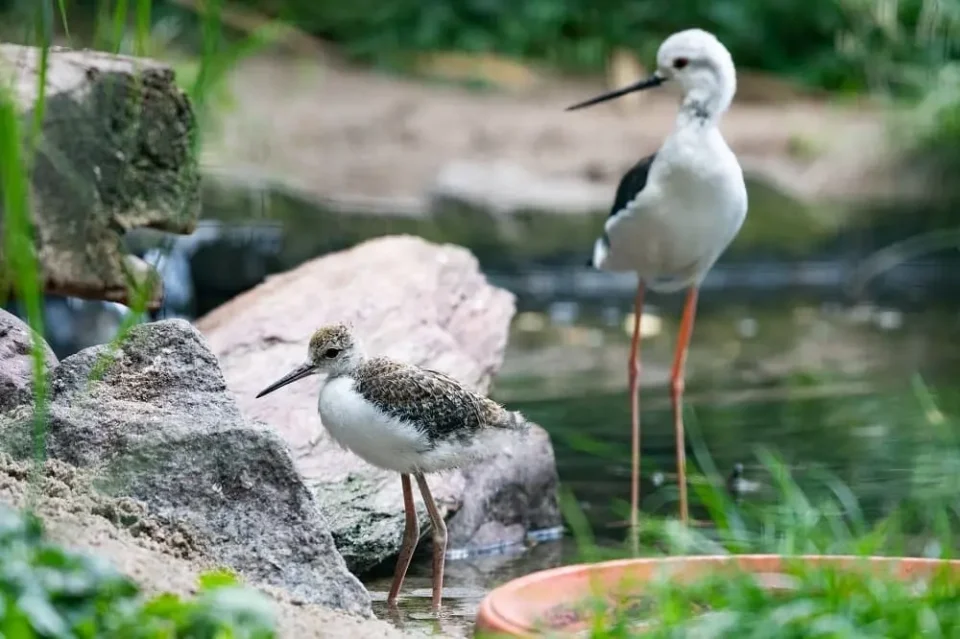 Zoo Wrocław - Szczudłak