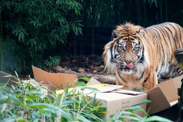 Zoo Wrocław - Urodziny Tengah