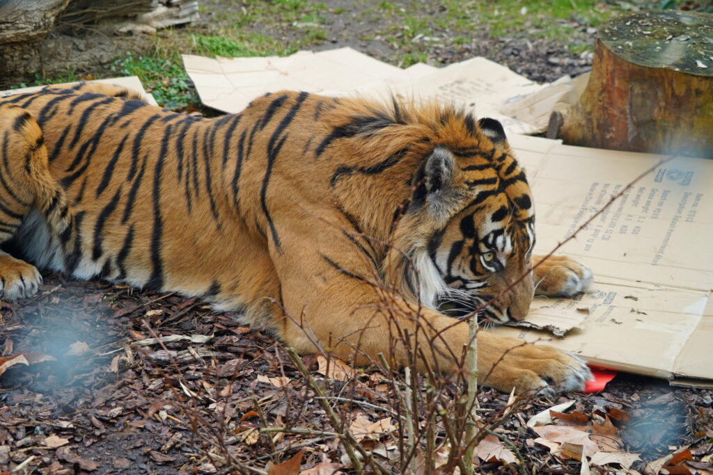 Zoo Wrocław - Urodziny Tengah