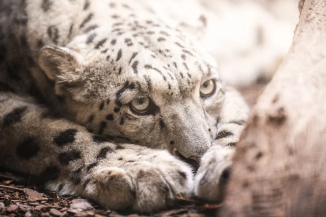 Pantera śnieżna irbis młode