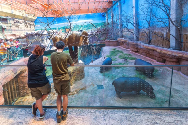 Afrykarium hipopotamy