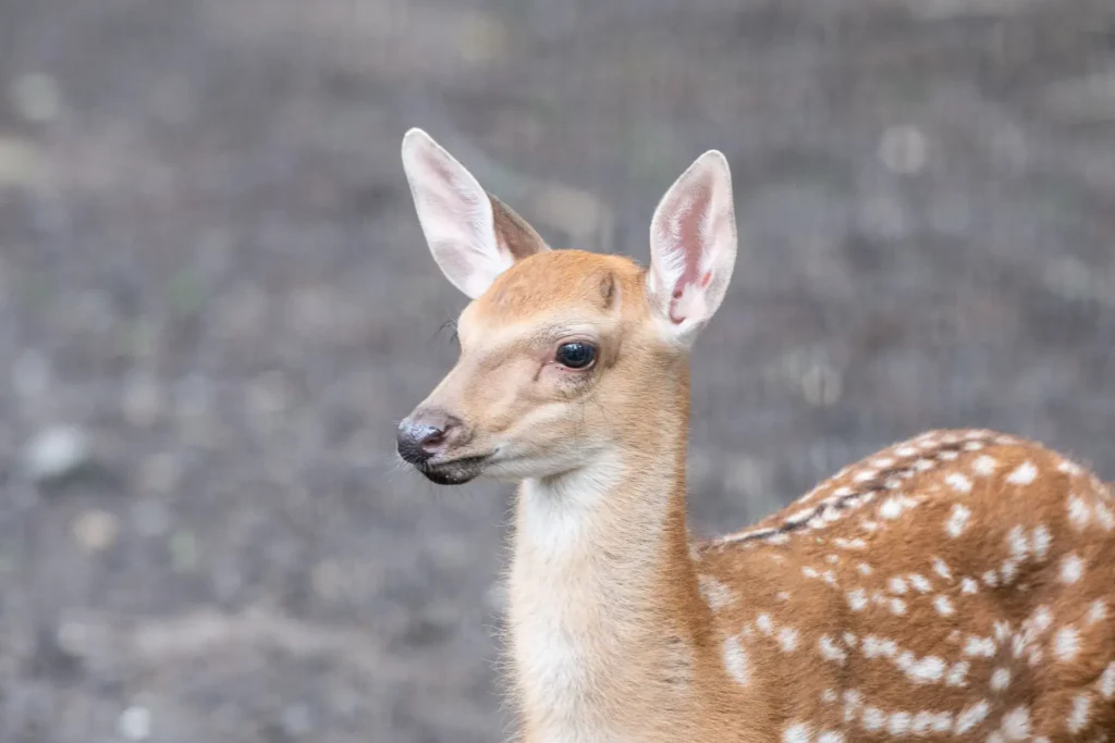 Sika Dybowskiego