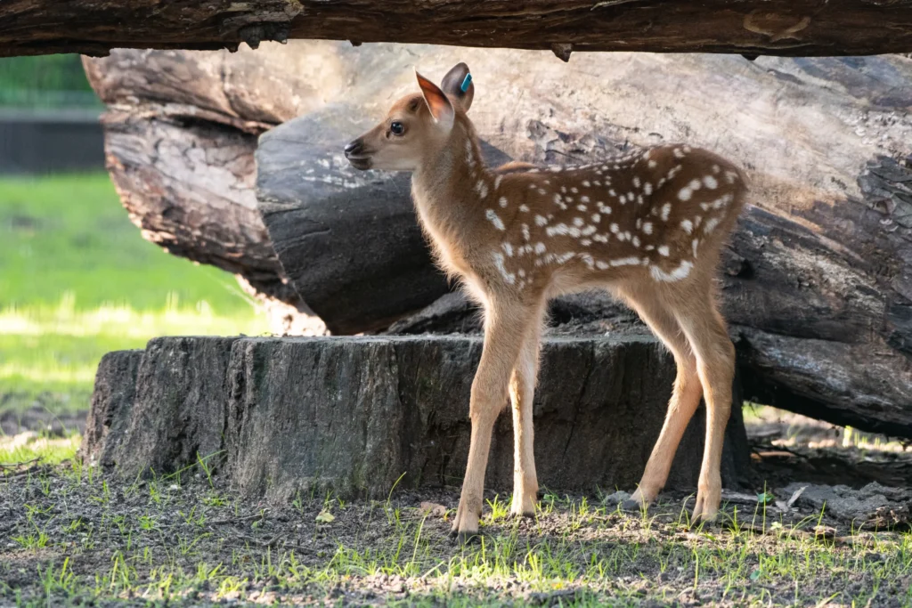 Sika Dybowskiego