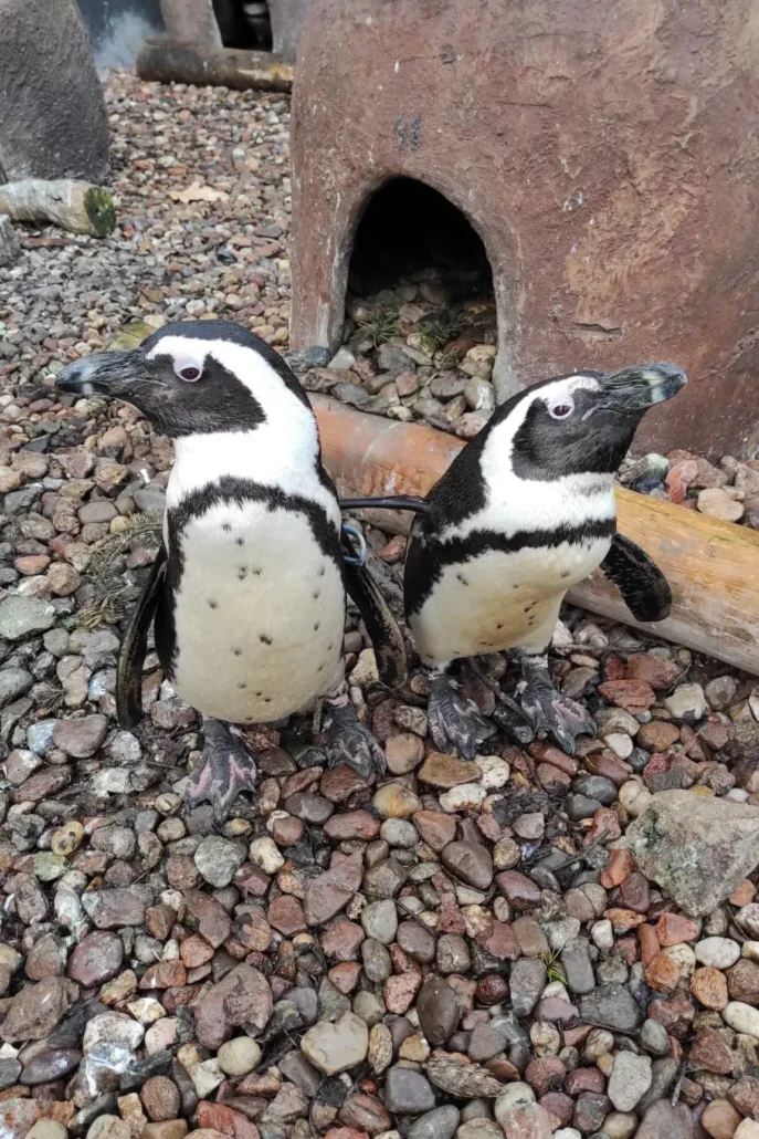 pingwiny przylądkowe