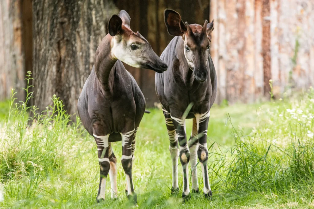 okapi