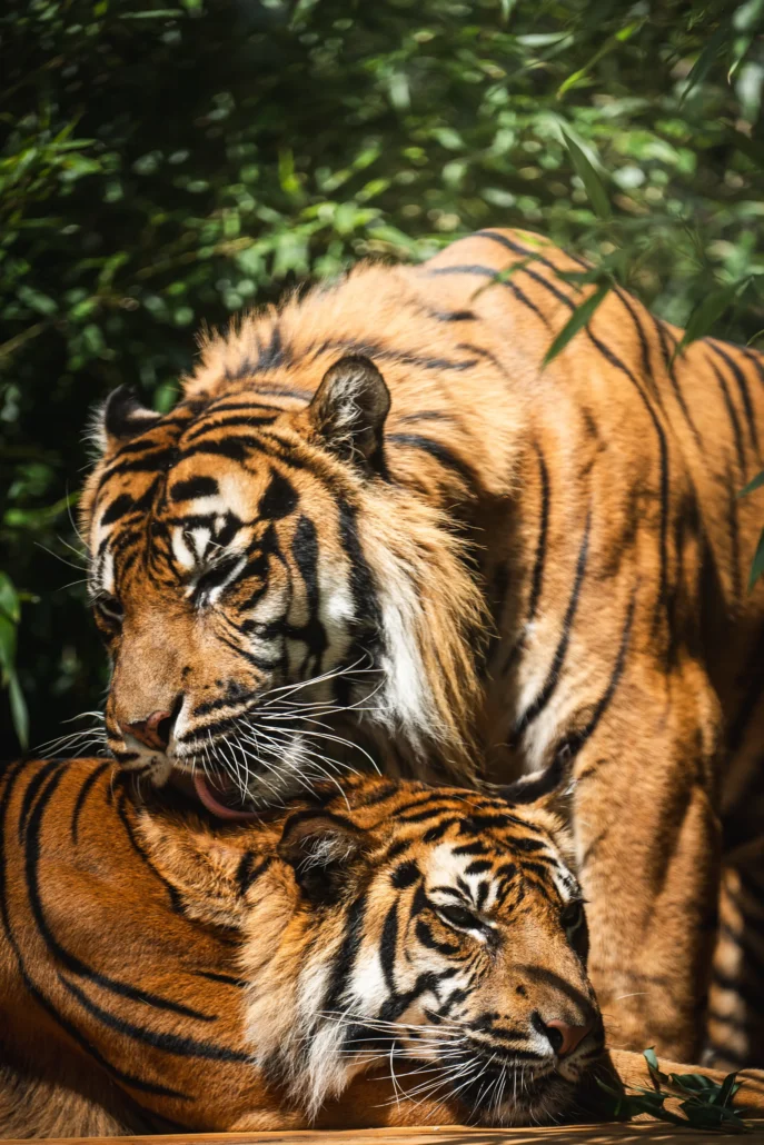 tygrysy sumatrzańskie