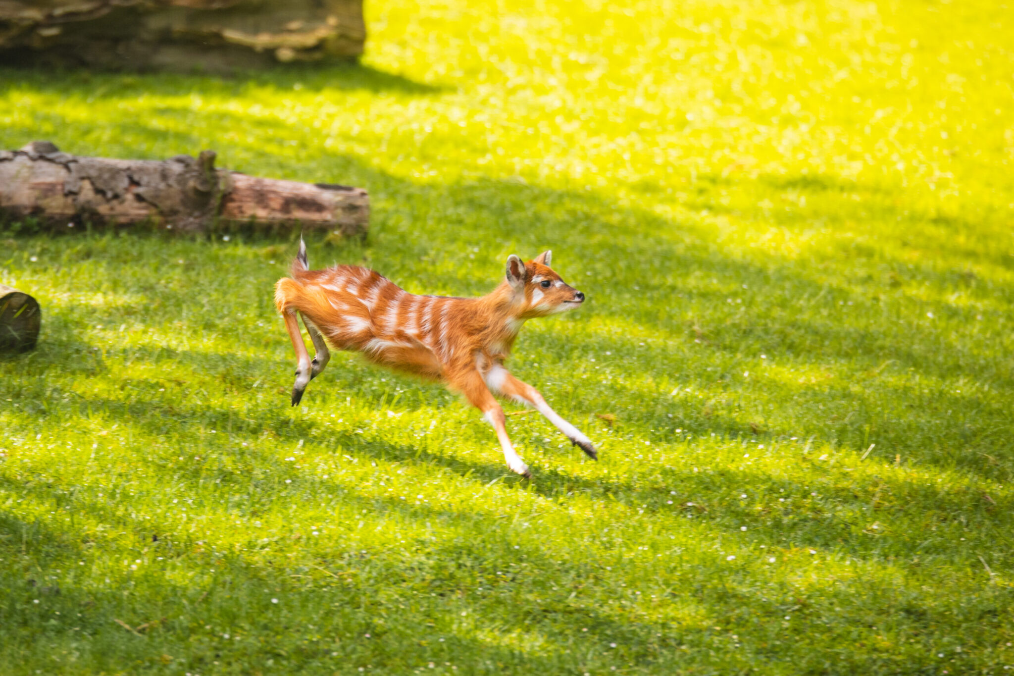 Wrocławskie zoo szykuje majówkę z ukrytymi wejściówkami i baby boomem — image 3