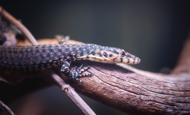 Waran Mitchella Zoo Wrocław